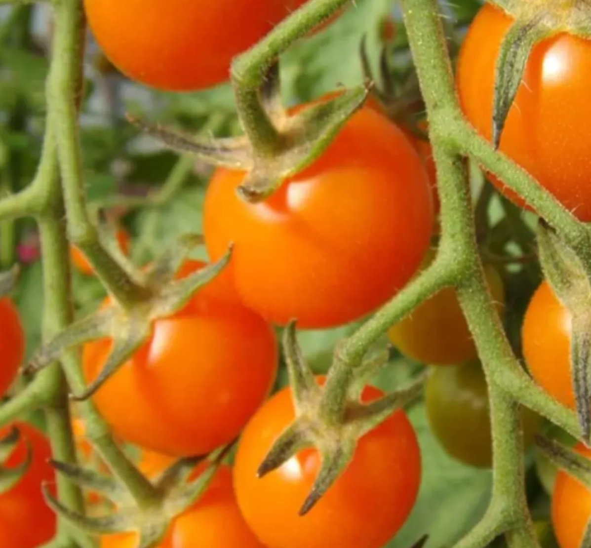 Tomato Starter Plant Variety 9 - Pack