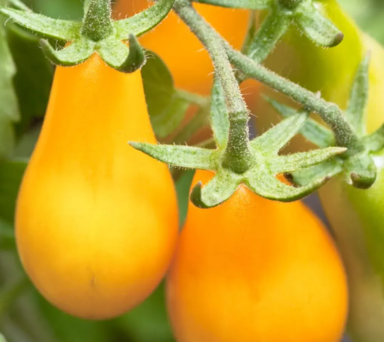 Tomato Starter Plant Variety 9 - Pack