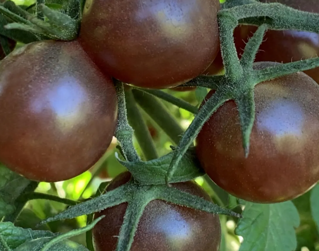 Tomato Starter Plant Variety 9 - Pack