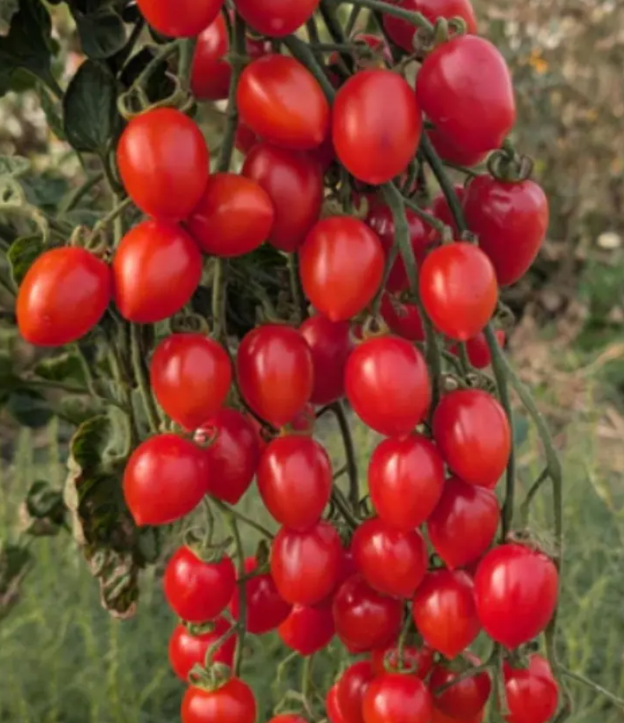 Tomato Starter Plant Variety 9 - Pack
