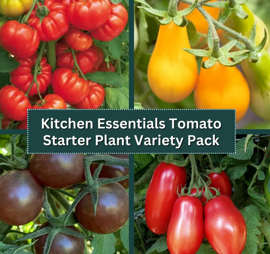 Tomato Starter Plant Variety 4 - Pack