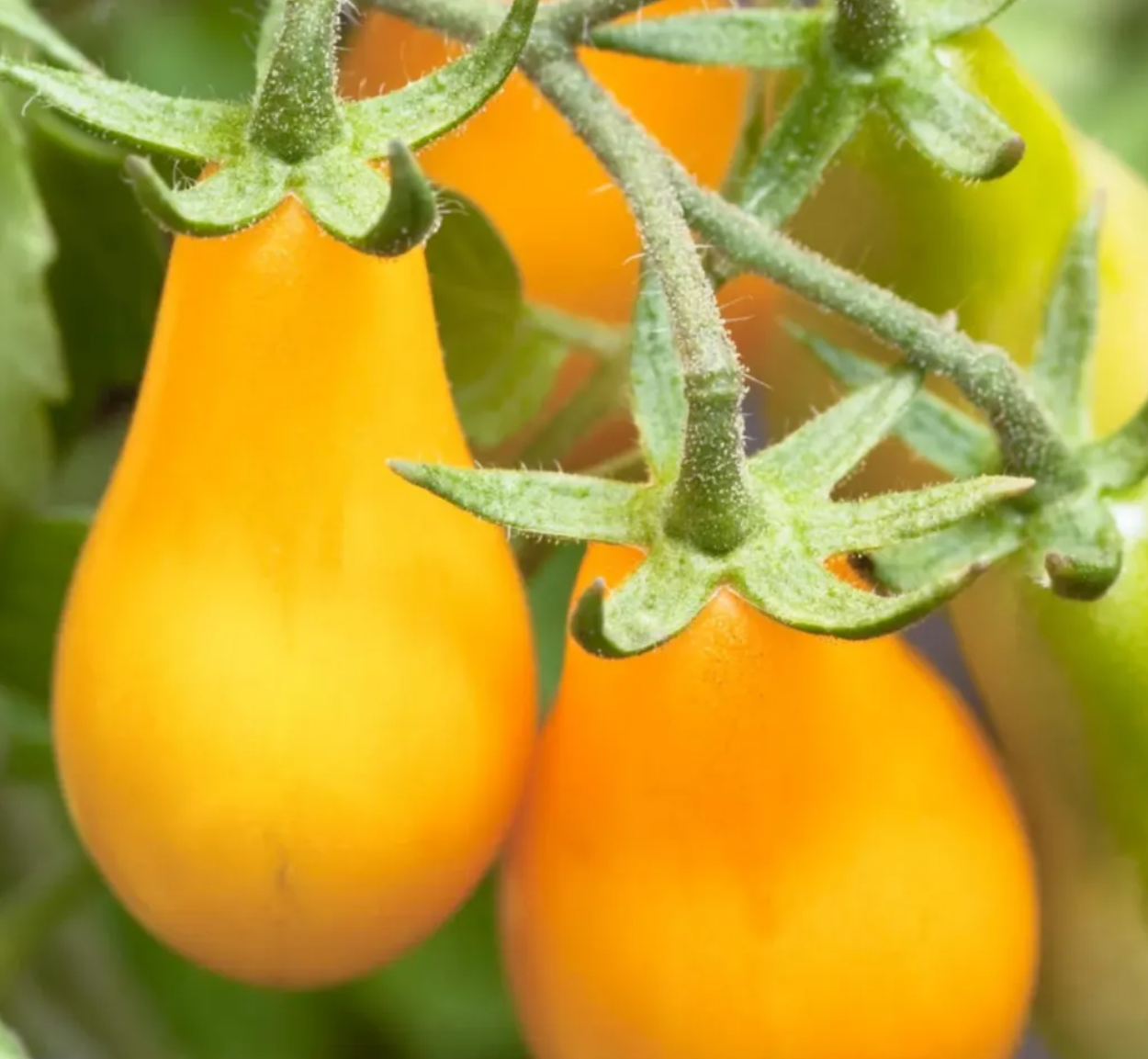 Tomato Starter Plant Variety 4 - Pack