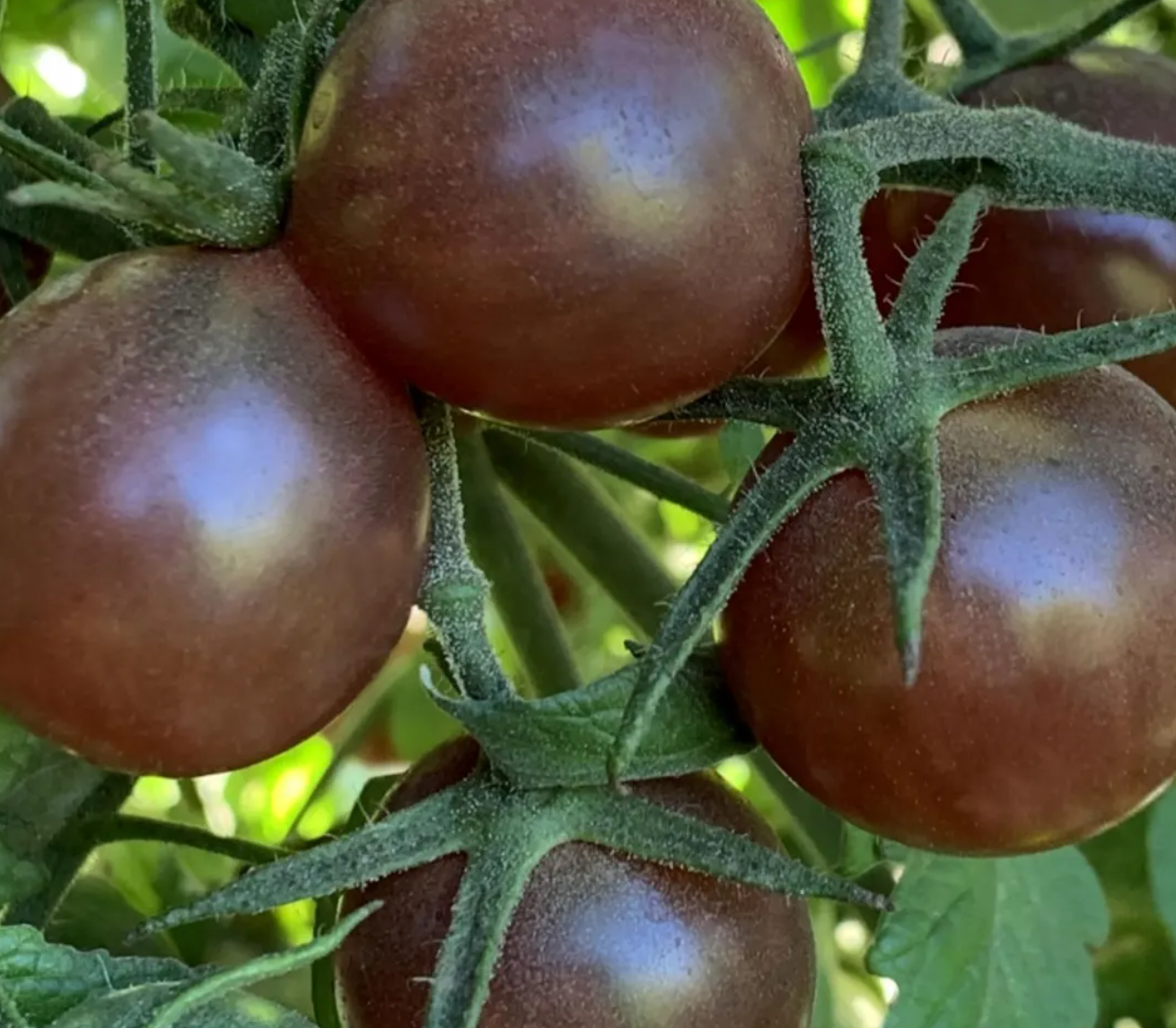 Tomato Starter Plant Variety 4 - Pack