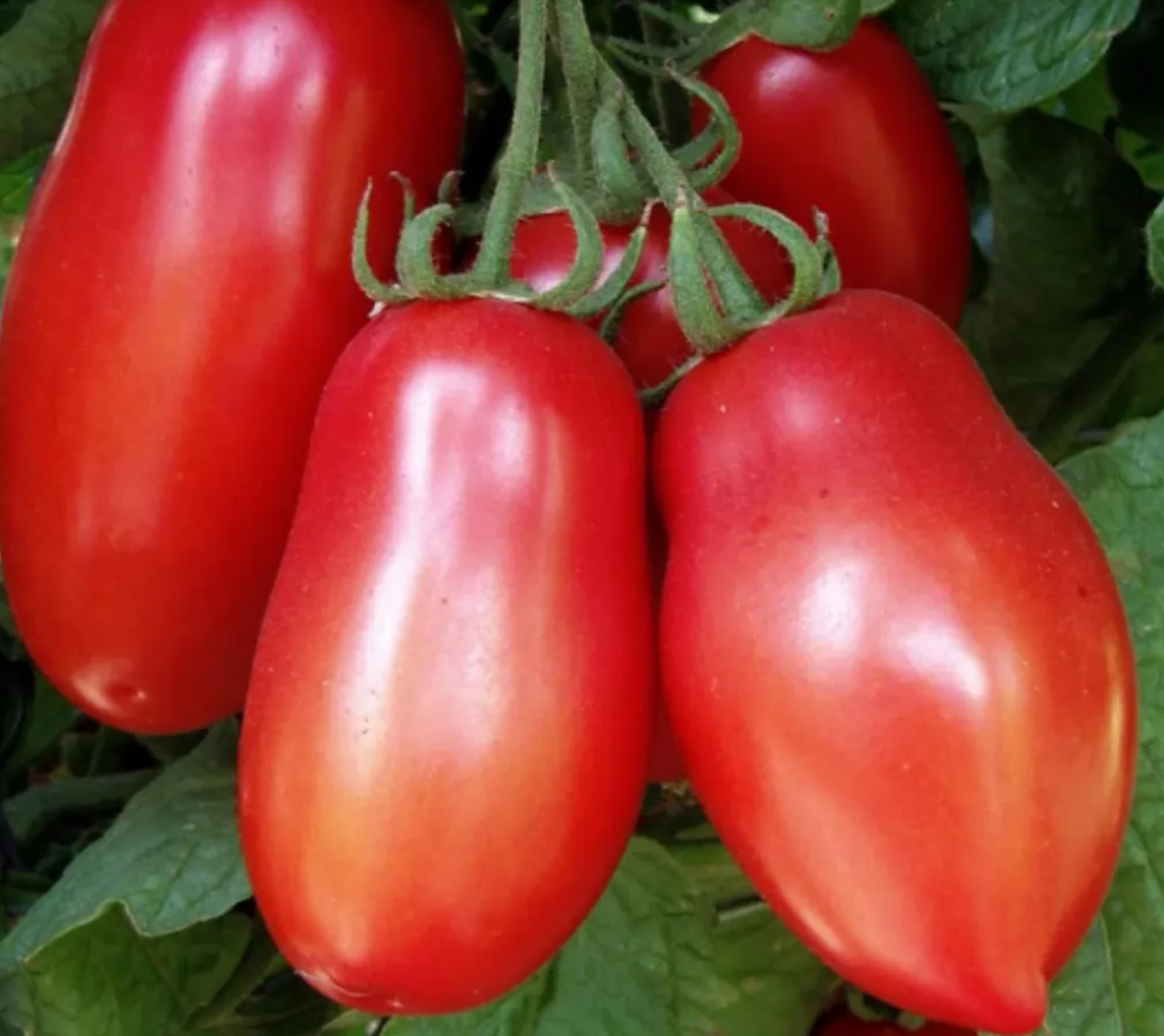 Tomato Starter Plant Variety 4 - Pack