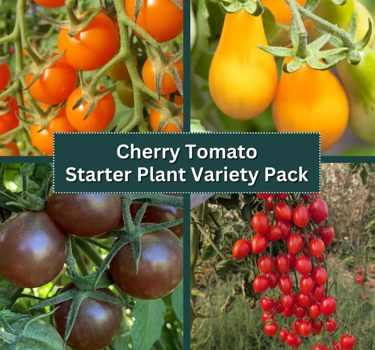 Cherry Tomato Starter Plant Variety 4-Pack