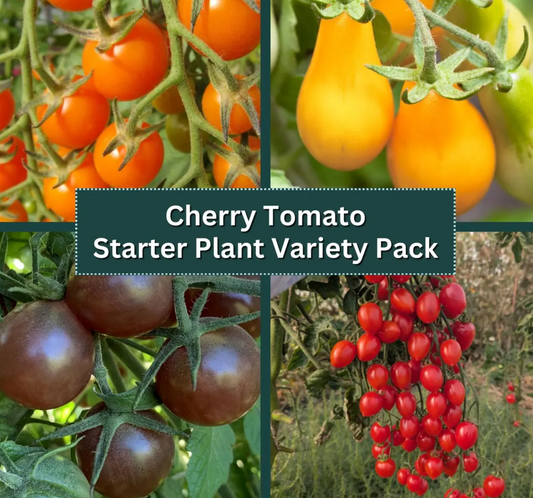 Cherry Tomato Starter Plant Variety 4-Pack