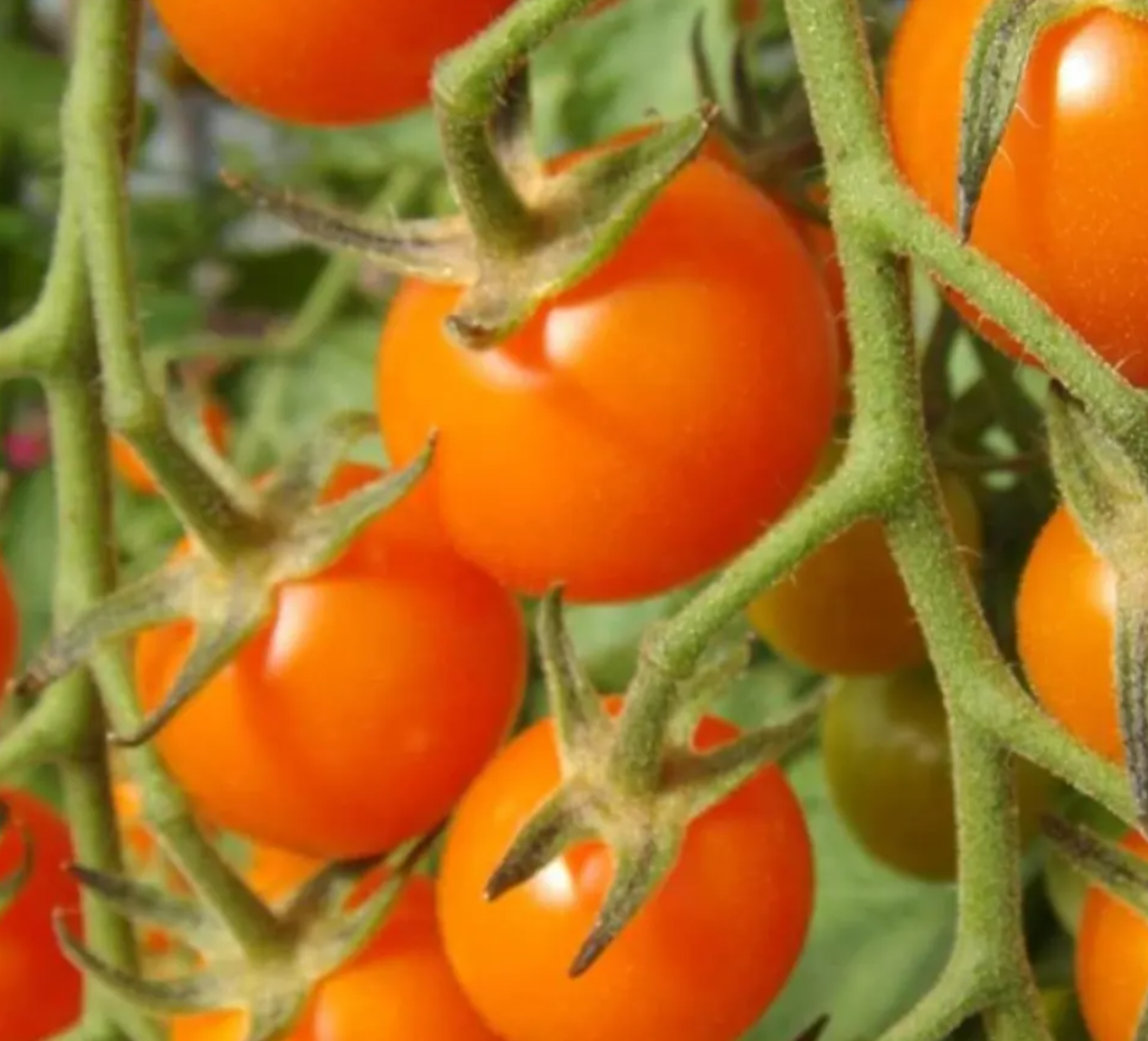 Cherry Tomato Starter Plant Variety 4-Pack