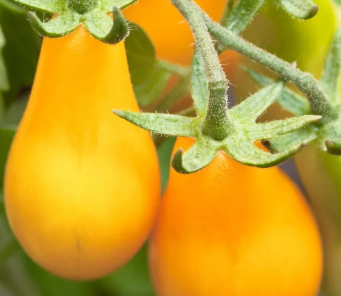 Cherry Tomato Starter Plant Variety 4-Pack