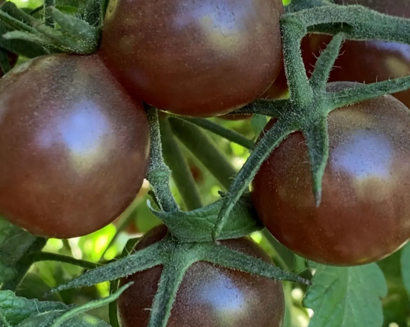 Cherry Tomato Starter Plant Variety 4-Pack