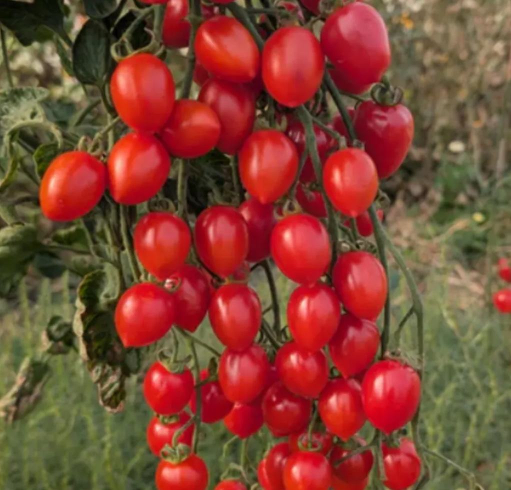 Cherry Tomato Starter Plant Variety 4-Pack