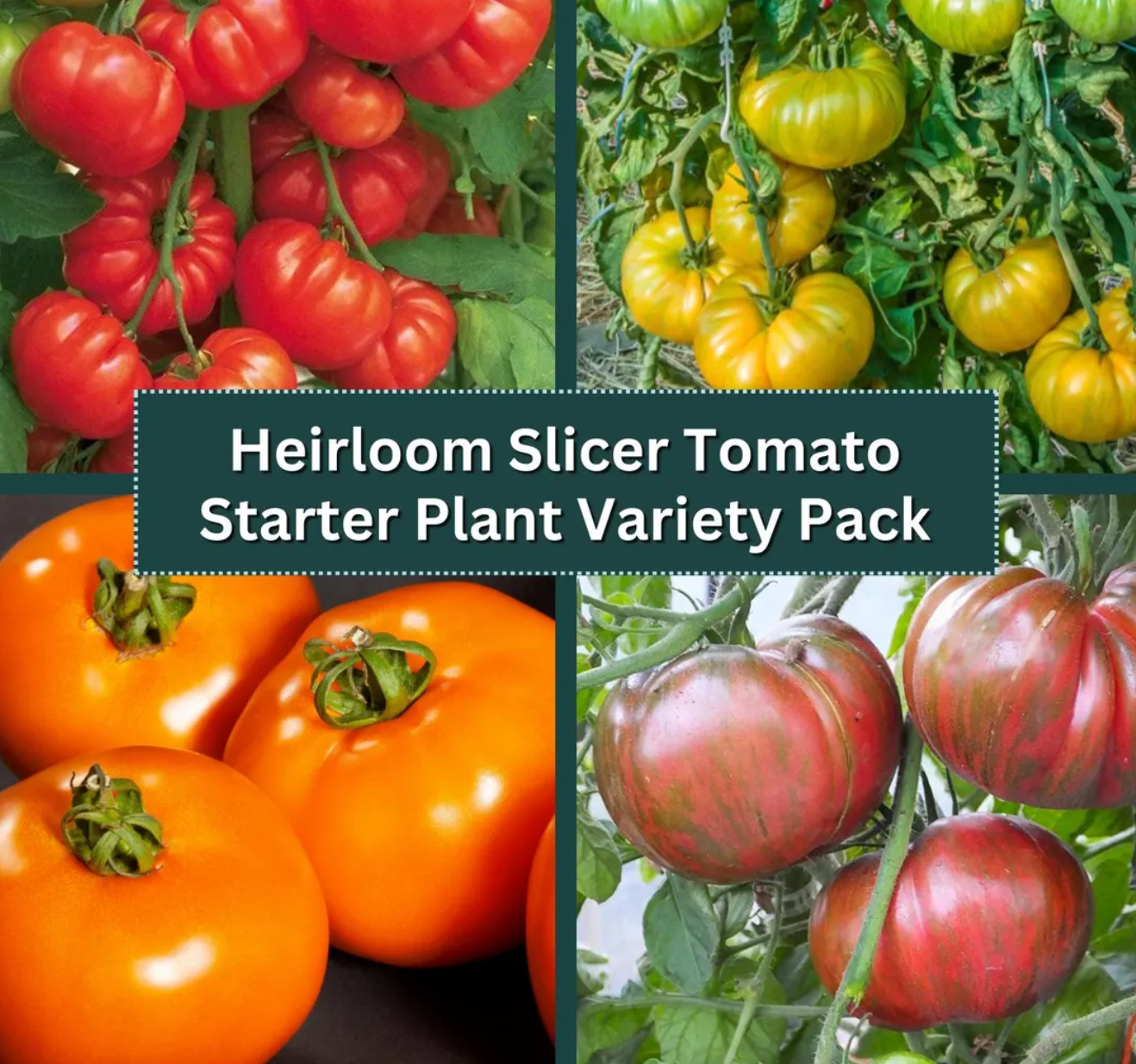 Heirloom Slicer Tomato Starter Plant Variety 4-Pack