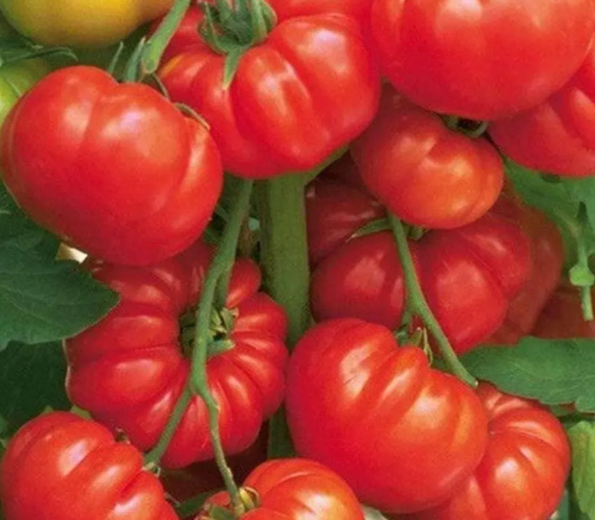 Heirloom Slicer Tomato Starter Plant Variety 4-Pack