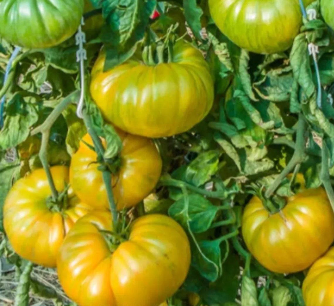 Heirloom Slicer Tomato Starter Plant Variety 4-Pack