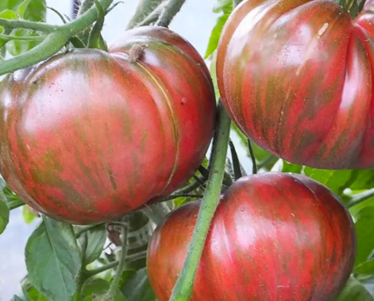 Heirloom Slicer Tomato Starter Plant Variety 4-Pack