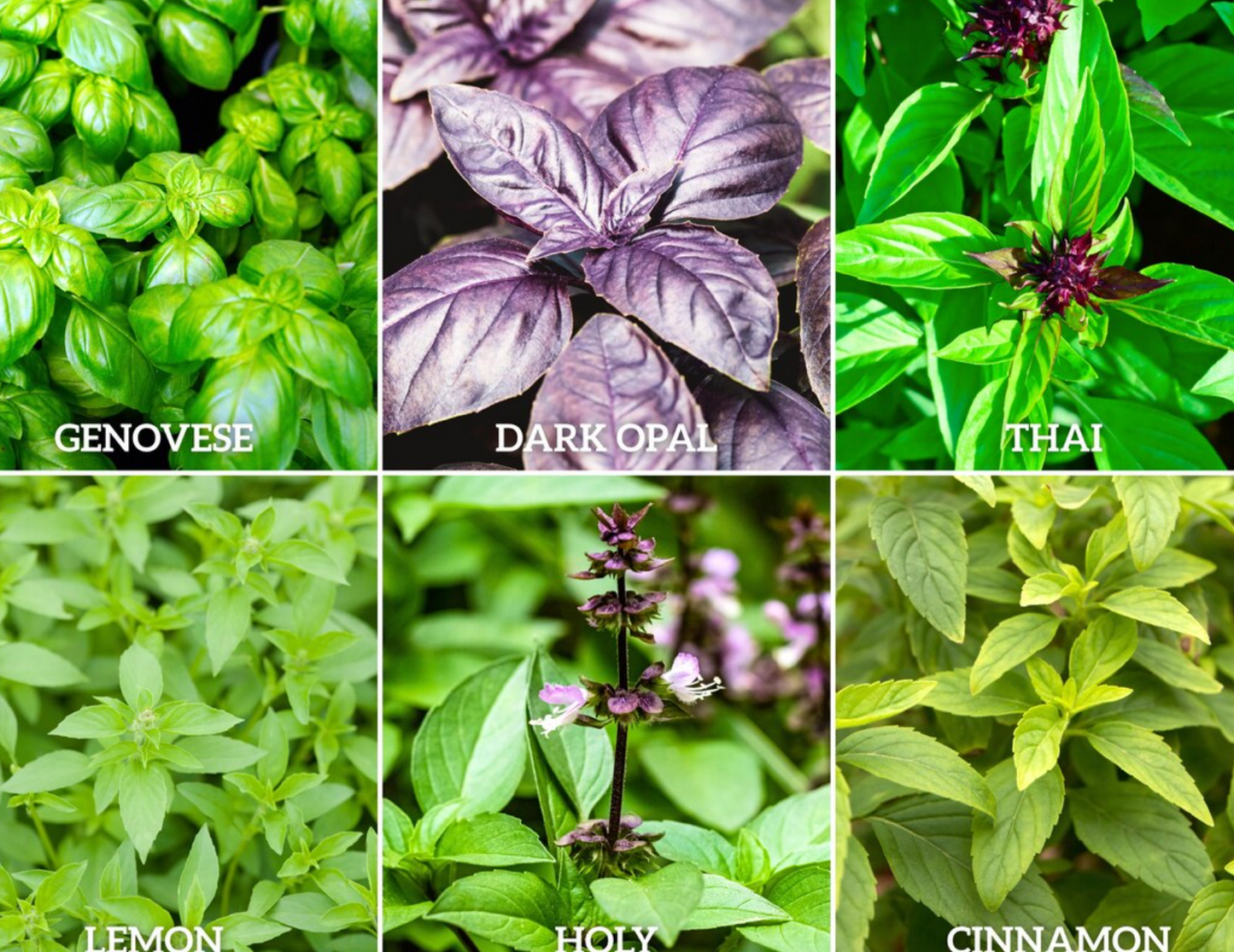 Basil Seeds Collection – 6 Heirloom Varieties