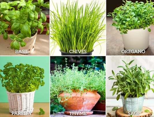 Windowsill Herb Seeds Collection – 6 - Pack