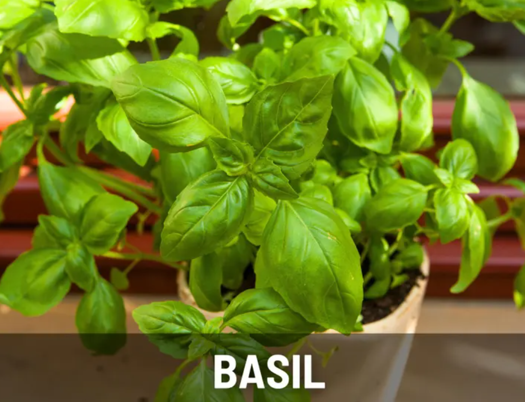 Windowsill Herb Seeds Collection – 6 - Pack