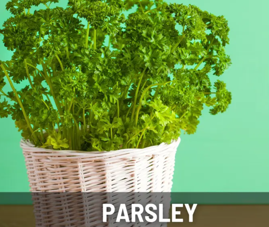 Windowsill Herb Seeds Collection – 6 - Pack