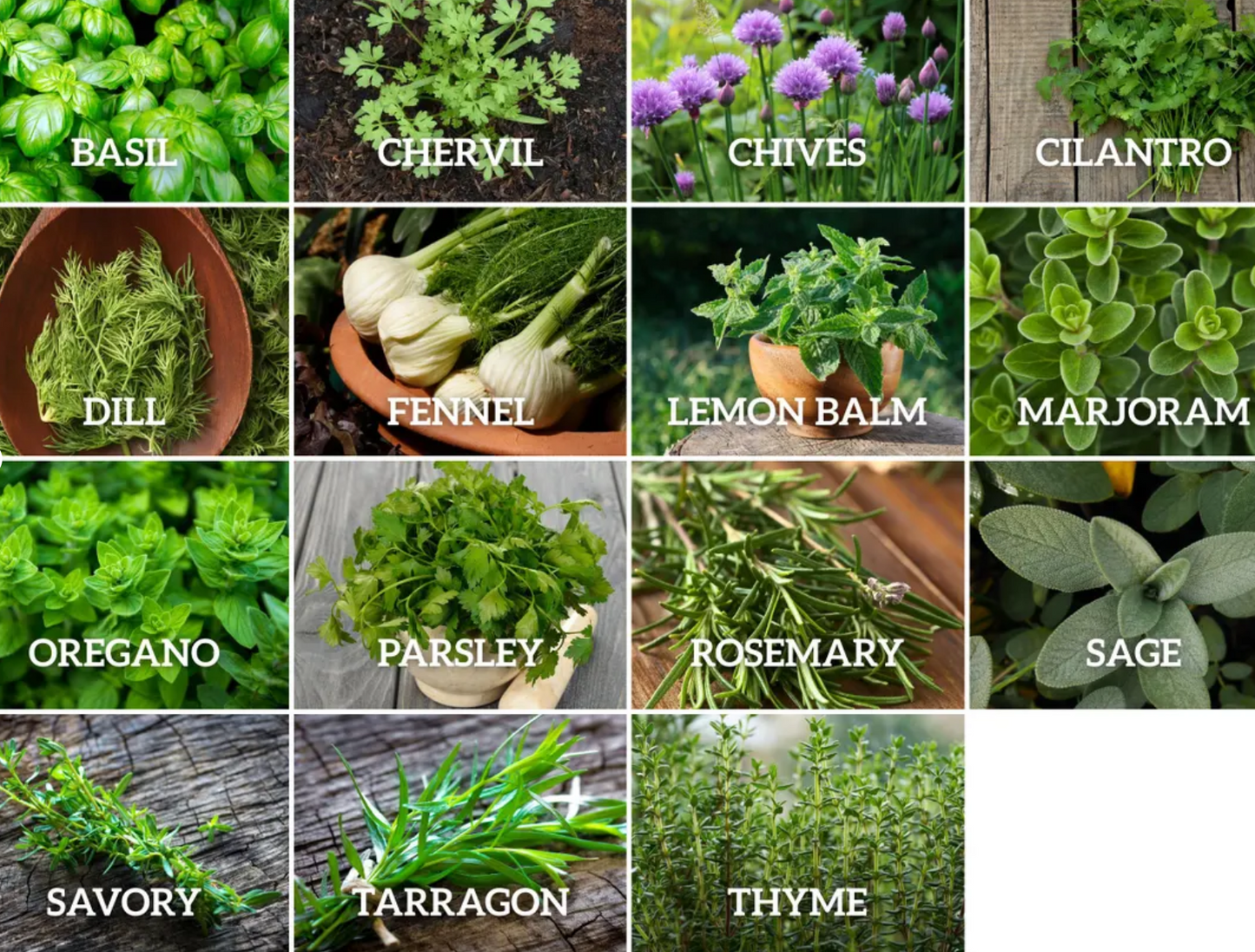 Culinary Herb Seeds Collection 15 - Pack