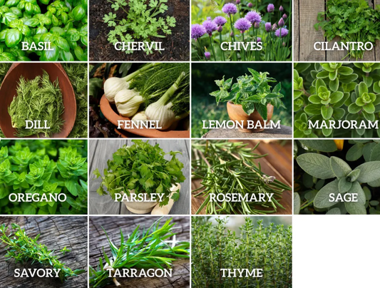 Culinary Herb Seeds Collection 15 - Pack