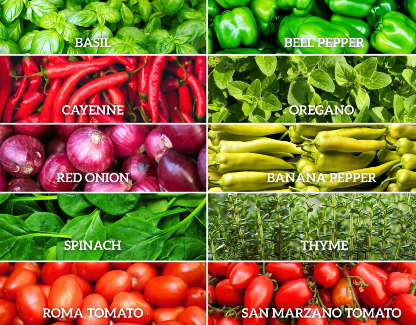 Salsa Seeds Collection – 10 - Pack
