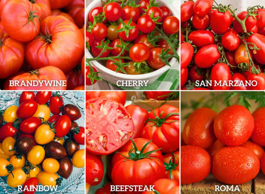 Tomato Garden Seed Collection – 6 - Pack