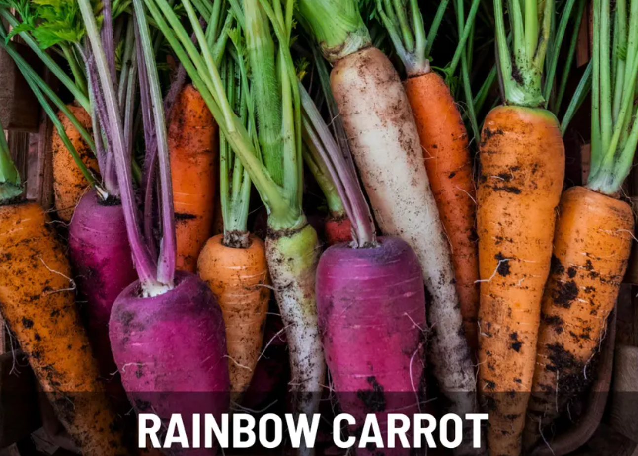 Salad Seeds Collection – 6 - Pack