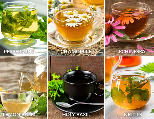 Herbal Tea Seed Collection – 6 - Pack