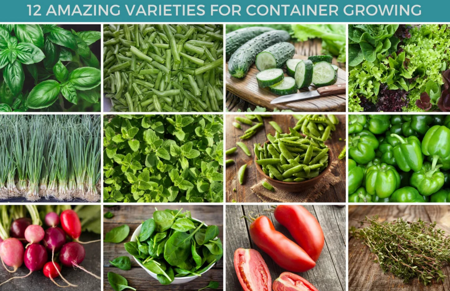Container Garden Seeds Collection – 12 - Pack