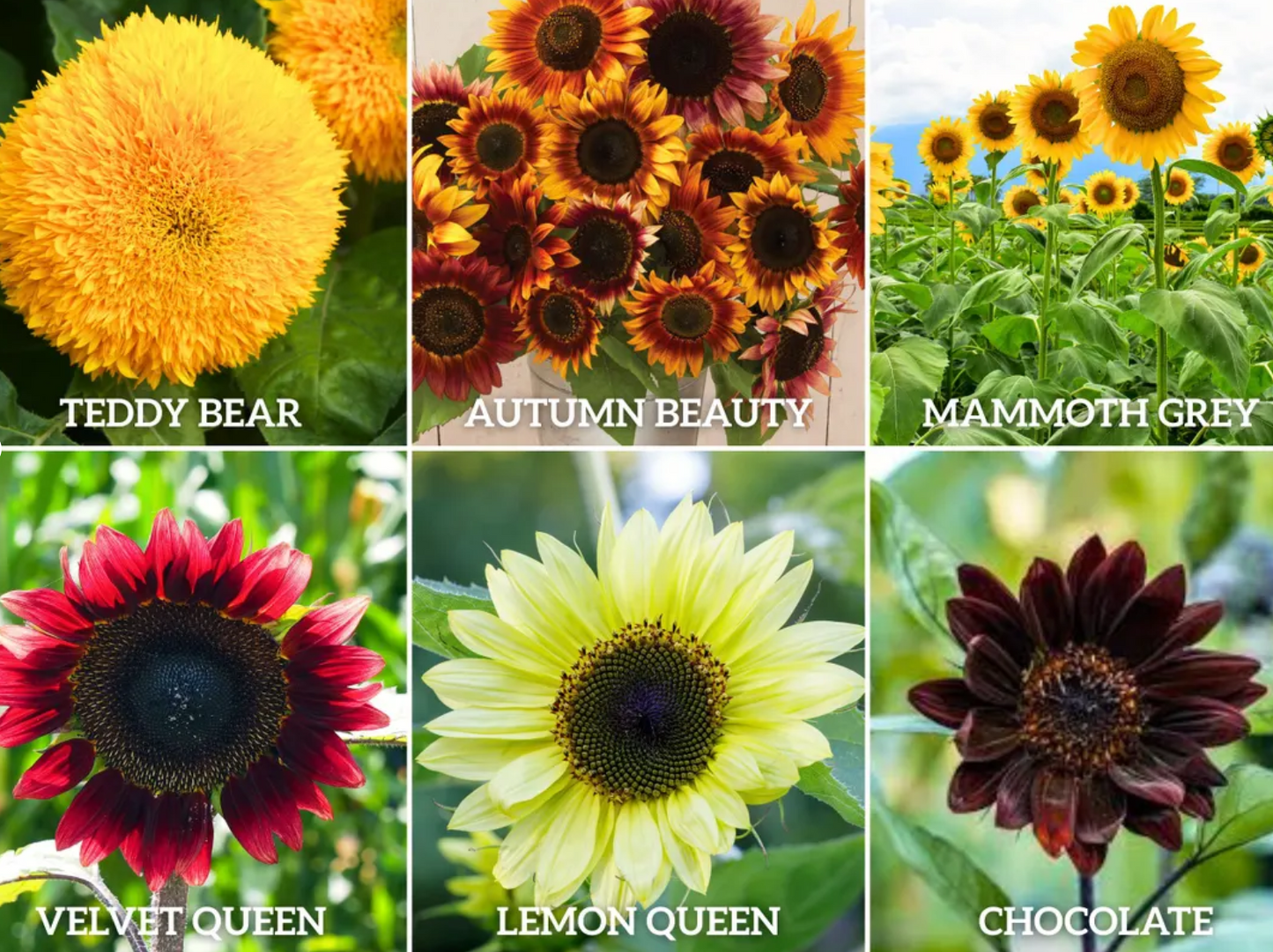 Sunflower Garden Seeds Collection – 6 - Pack