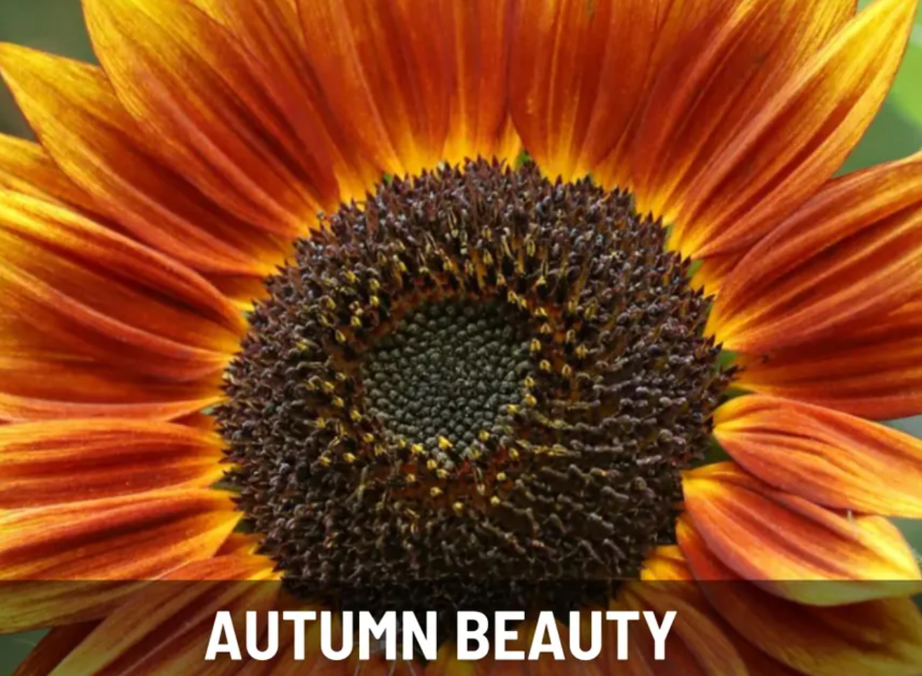 Sunflower Garden Seeds Collection – 6 - Pack