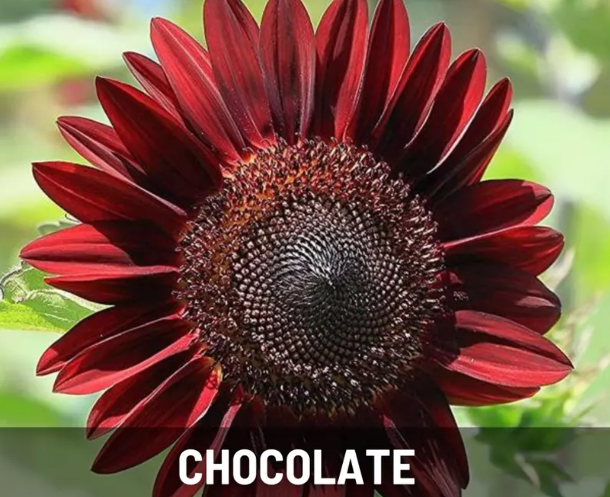 Sunflower Garden Seeds Collection – 6 - Pack