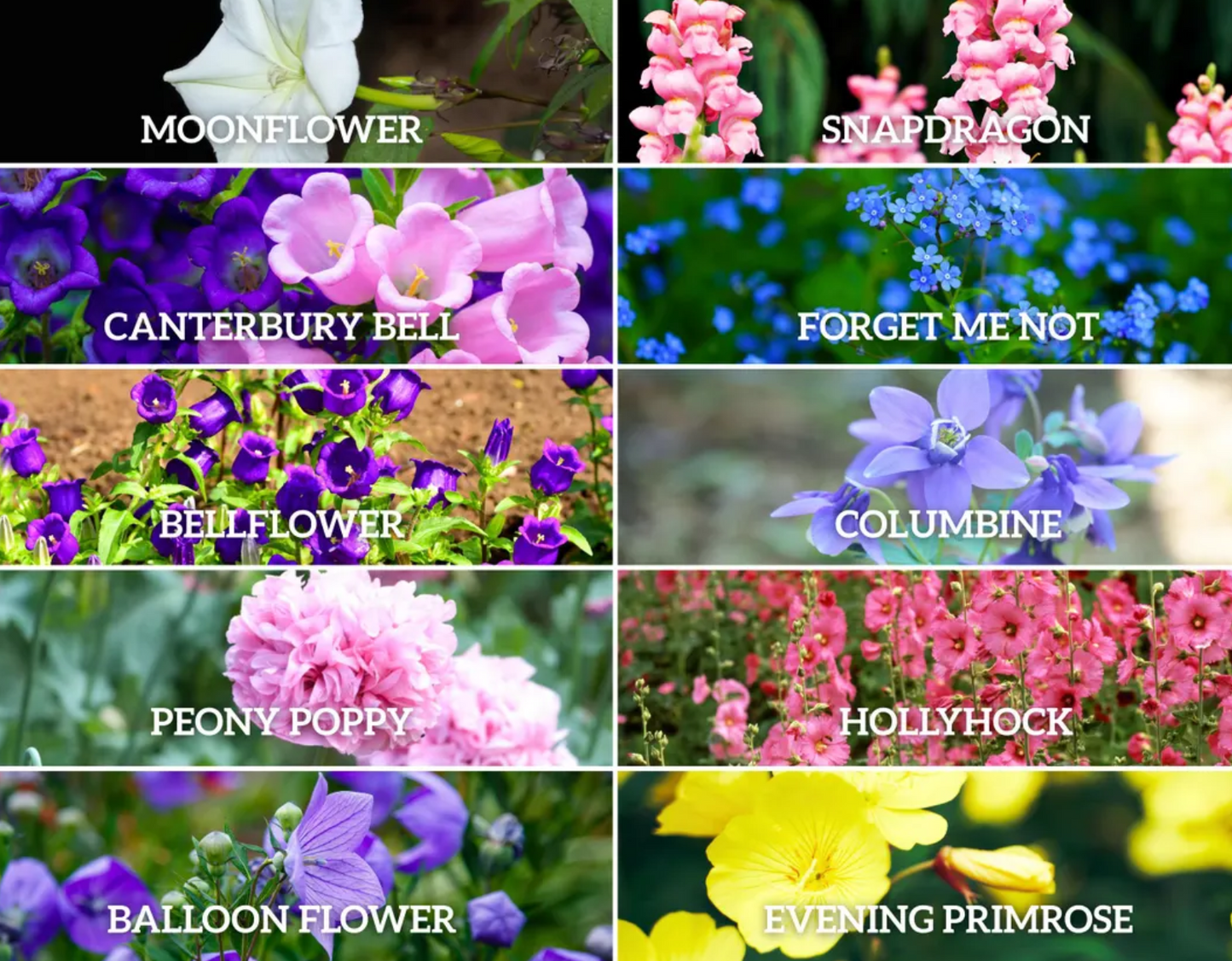 Pixie Patch Seeds Collection – 10 - Pack