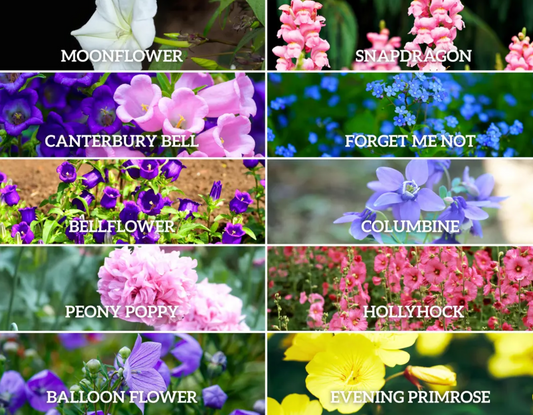 Pixie Patch Seeds Collection – 10 - Pack