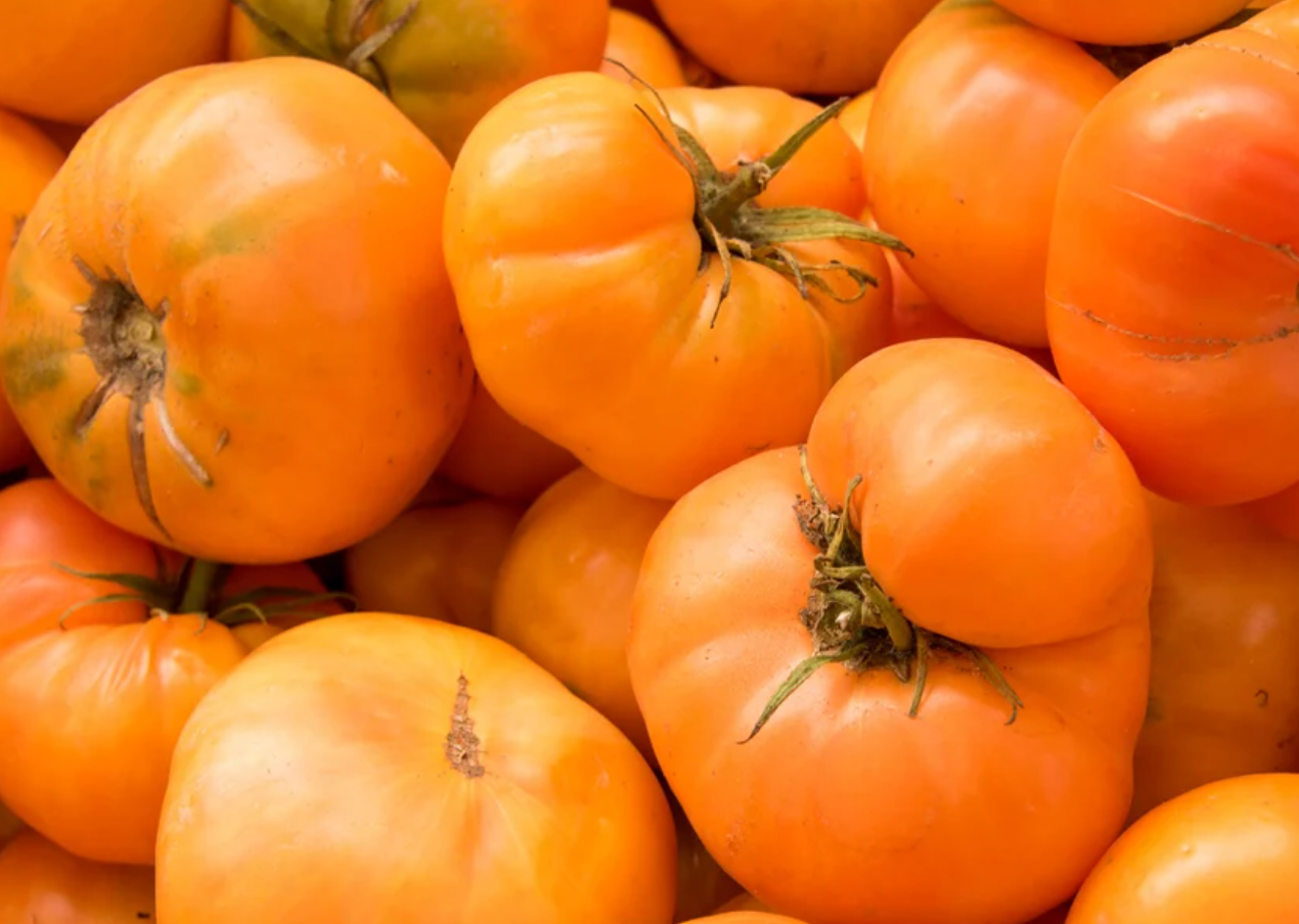 Heirloom Tomato Seeds Collection – 10 - Pack