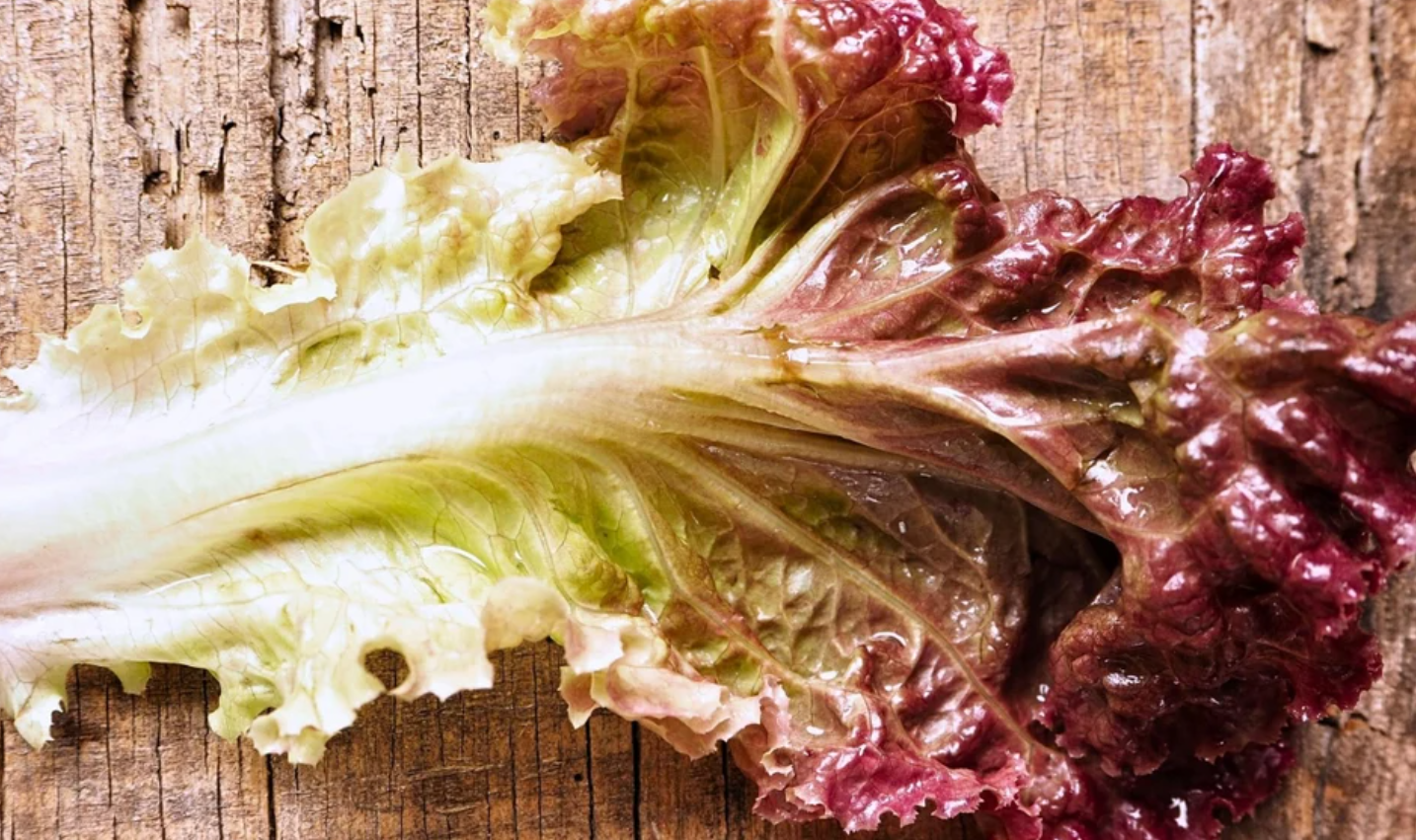Salad Greens Seeds Collection - 10 - Pack