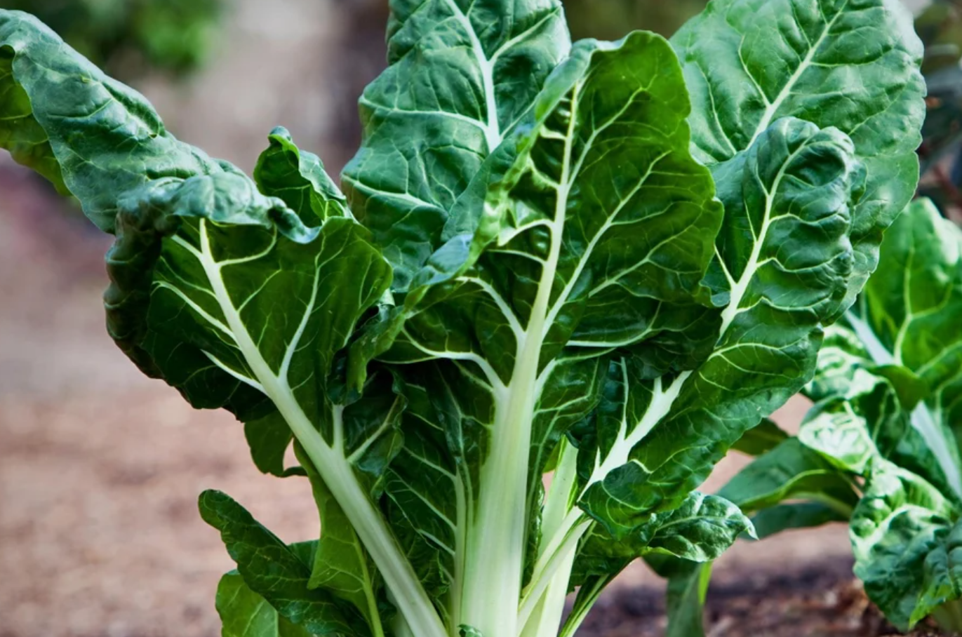 Salad Greens Seeds Collection - 10 - Pack