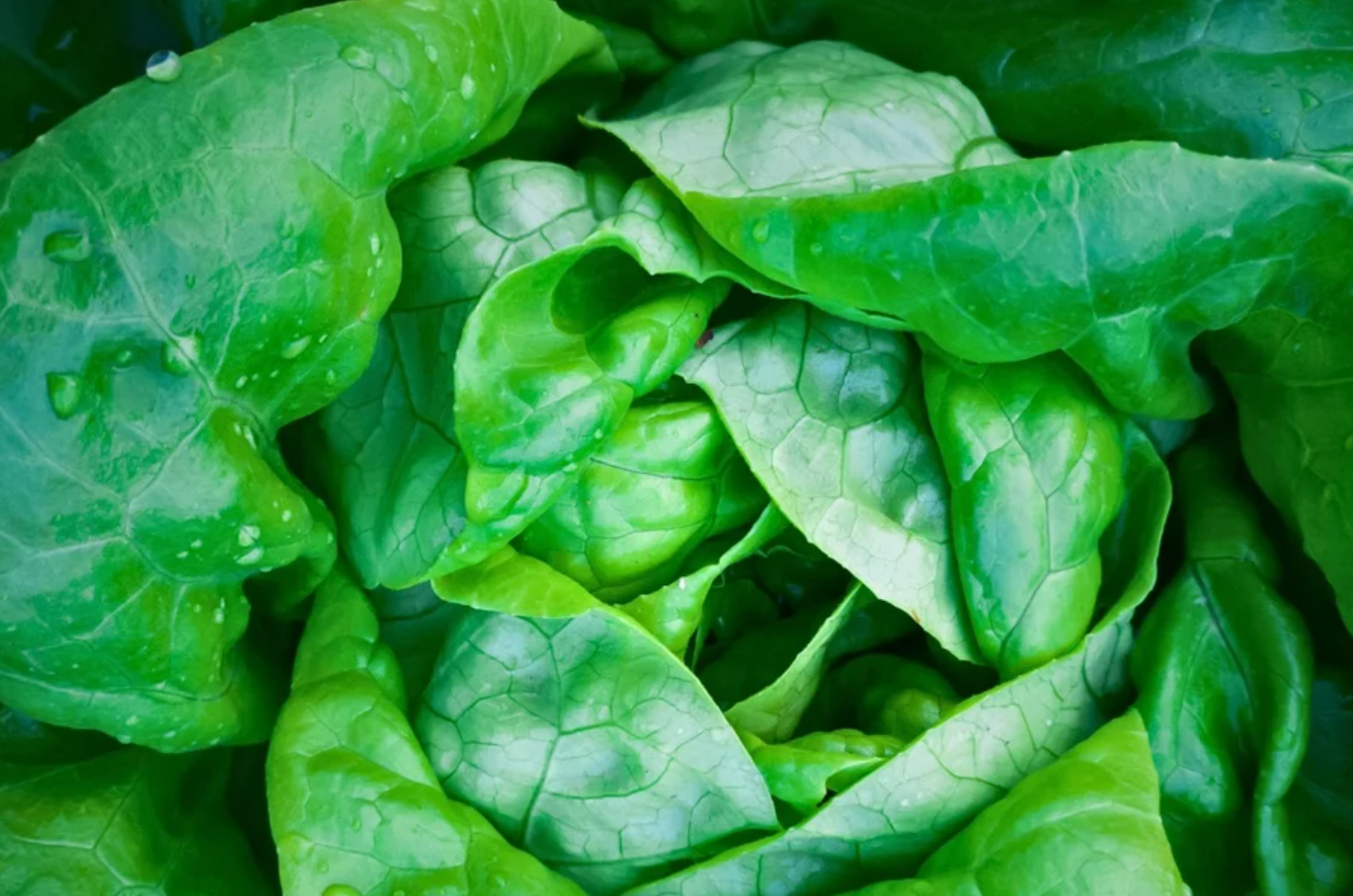 Salad Greens Seeds Collection - 10 - Pack