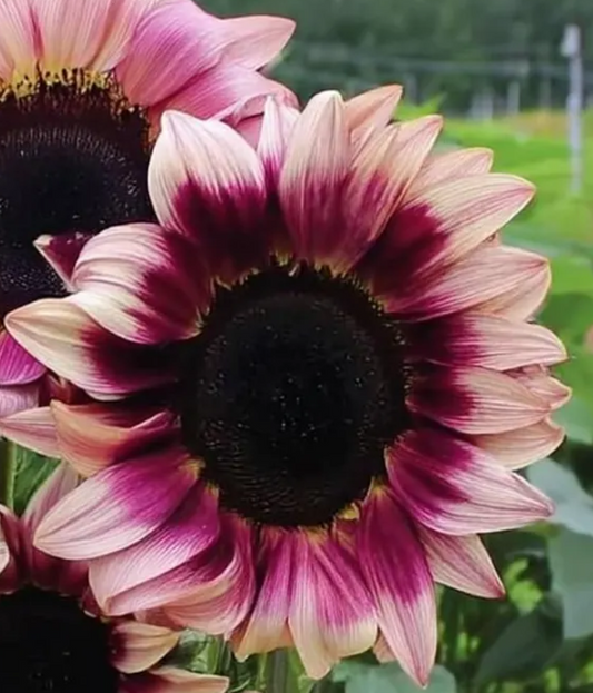 Sunflower ( Helianthus ) Plum Purple 25 Seeds
