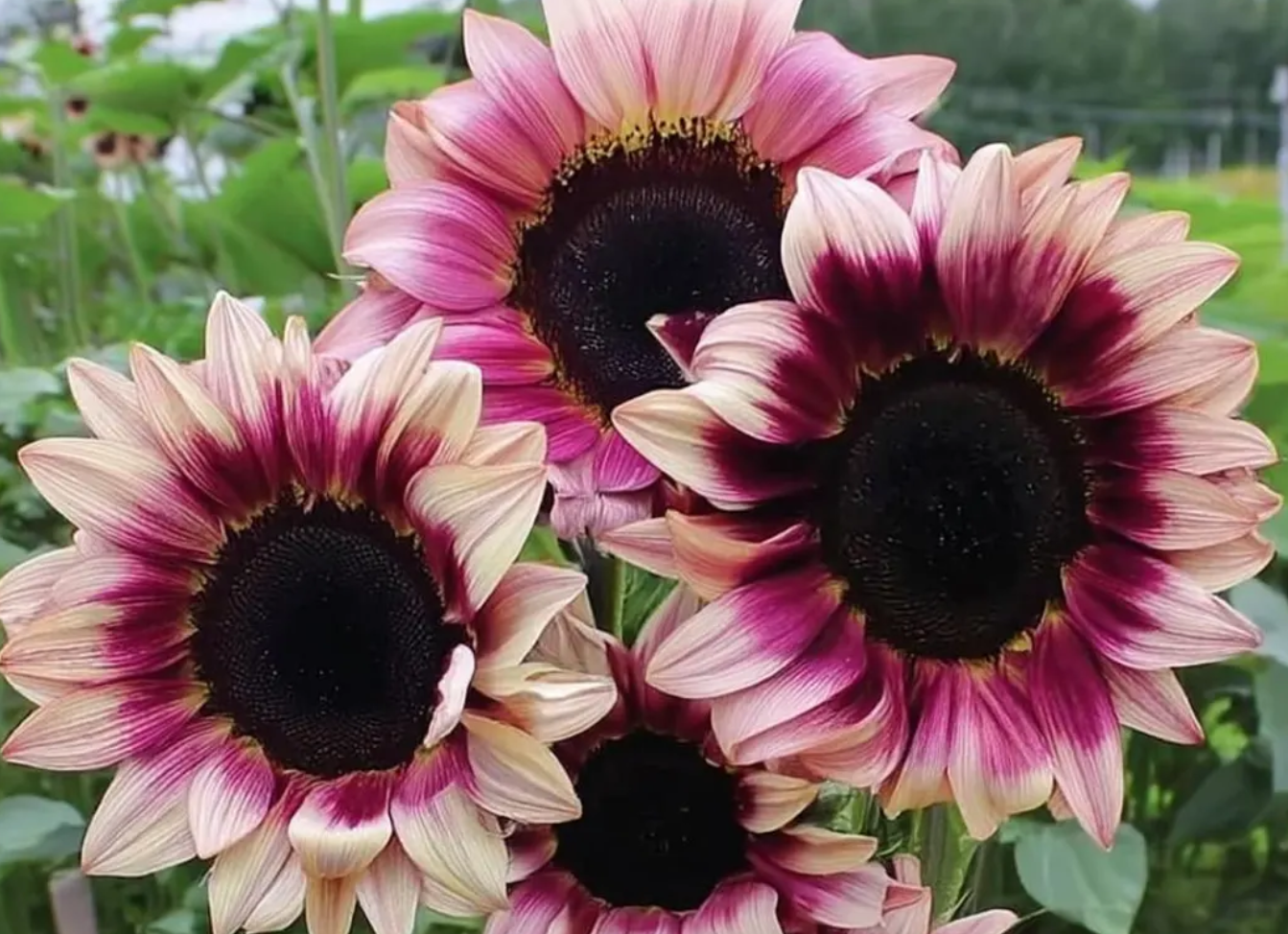 Sunflower ( Helianthus ) Plum Purple 25 Seeds