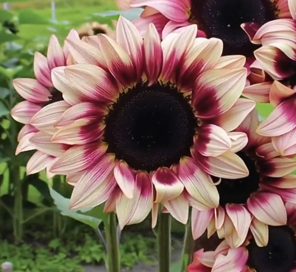 Sunflower ( Helianthus ) Plum Purple 25 Seeds