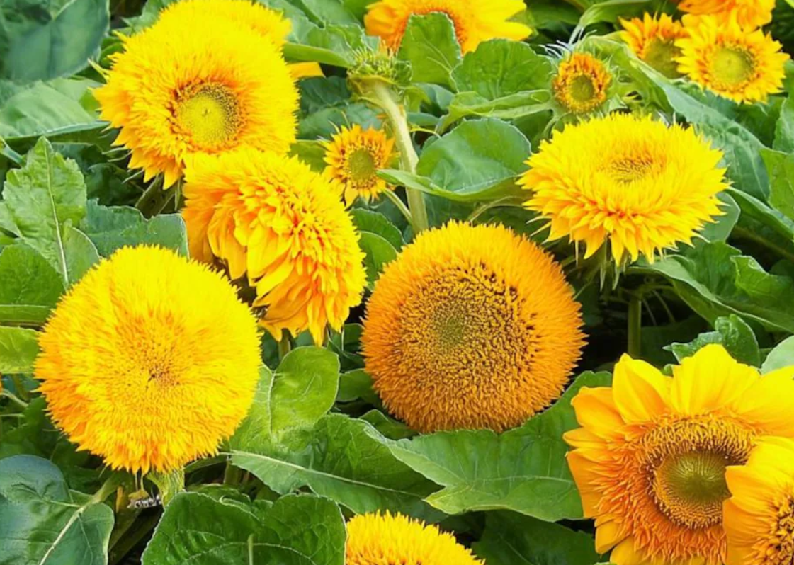 Sunflower ( Helianthus ) Dwarf Gold 25 Seeds