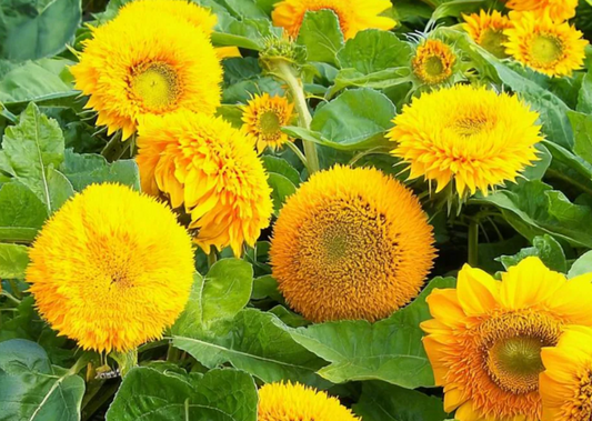 Sunflower ( Helianthus ) Dwarf Gold 25 Seeds