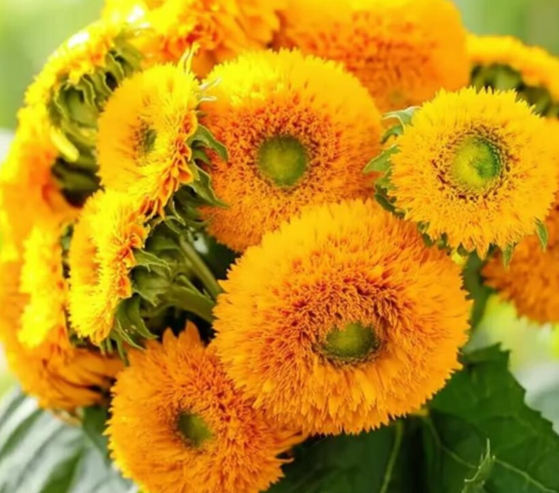 Sunflower ( Helianthus ) Dwarf Gold 25 Seeds