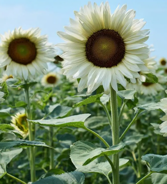 Sunflower ( Helianthus ) White Nite 25 Seeds