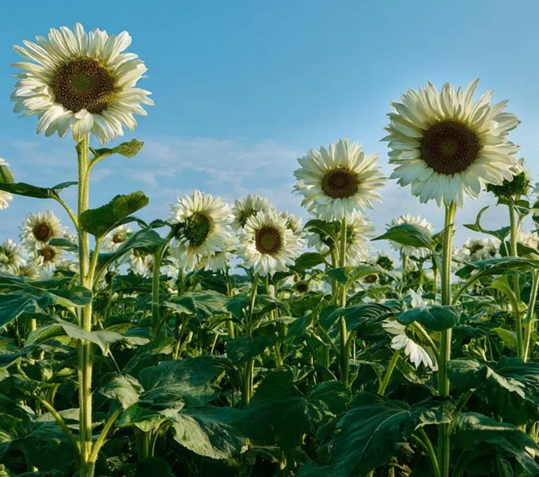 Sunflower ( Helianthus ) White Nite 25 Seeds
