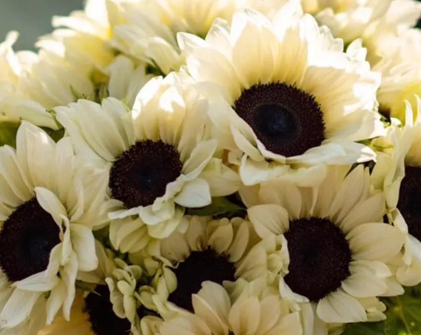 Sunflower ( Helianthus ) White Nite 25 Seeds