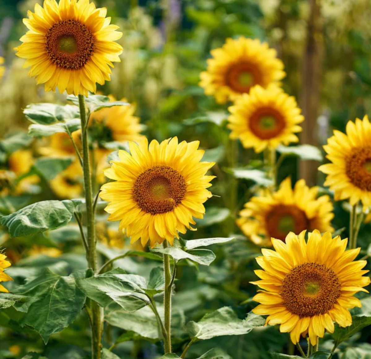 Sunflower ( Helianthus ) Lemon Queen 25 Seeds
