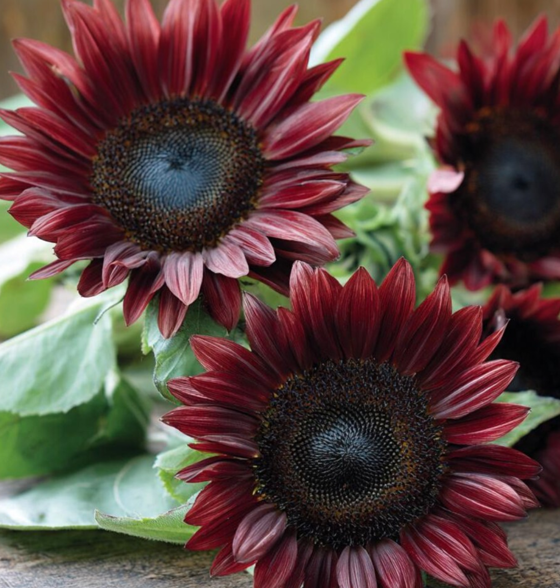 Sunflower ( Helianthus ) Chocolate Cherry 25 Seeds