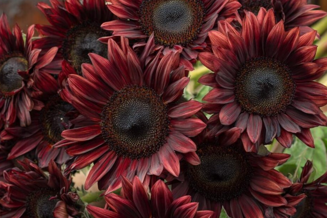 Sunflower ( Helianthus ) Chocolate Cherry 25 Seeds